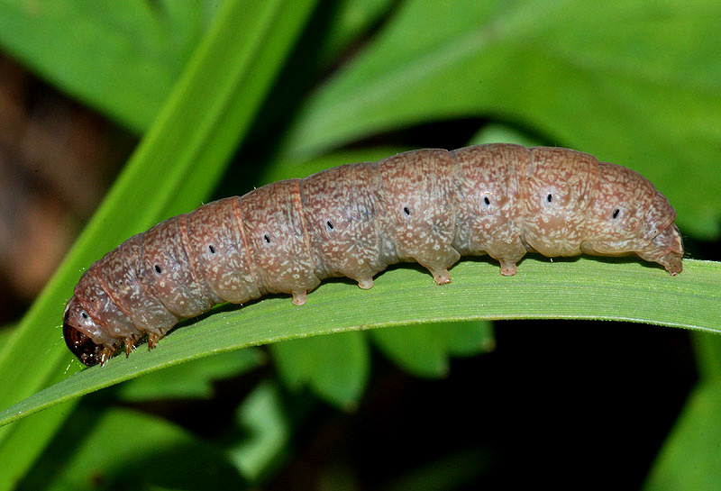 10 bruco da det. - Conistra (Dasycampa) erythrocephala